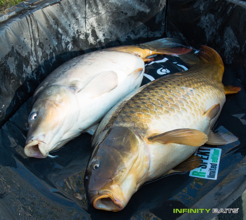 článek 26 hodin snů Infinity Baits