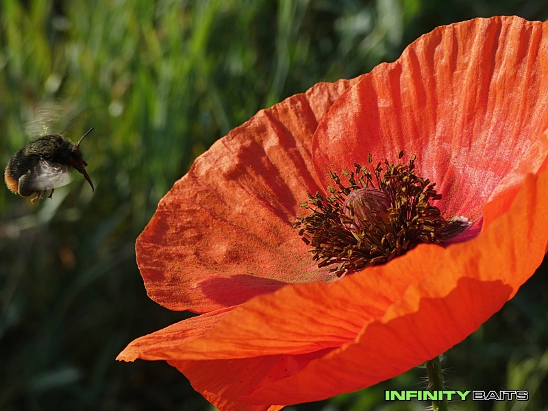 Článek Jarní poklady z velké svazové nádrže Infinity Baits