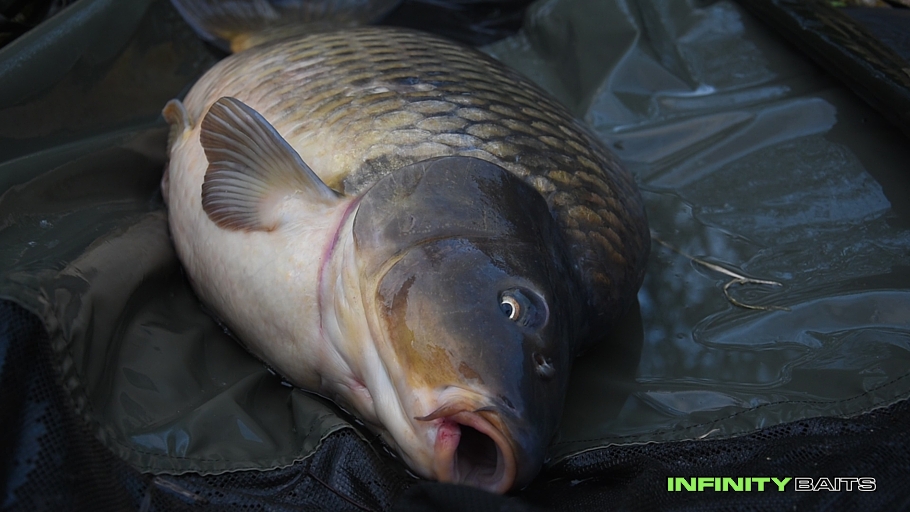 Clánek Jarní Vltavské tažení Infinity baits