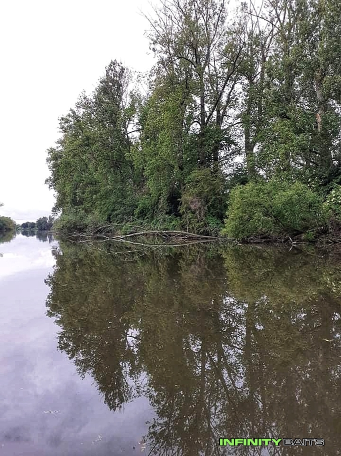 Článek Říční kapři Infinity baits
