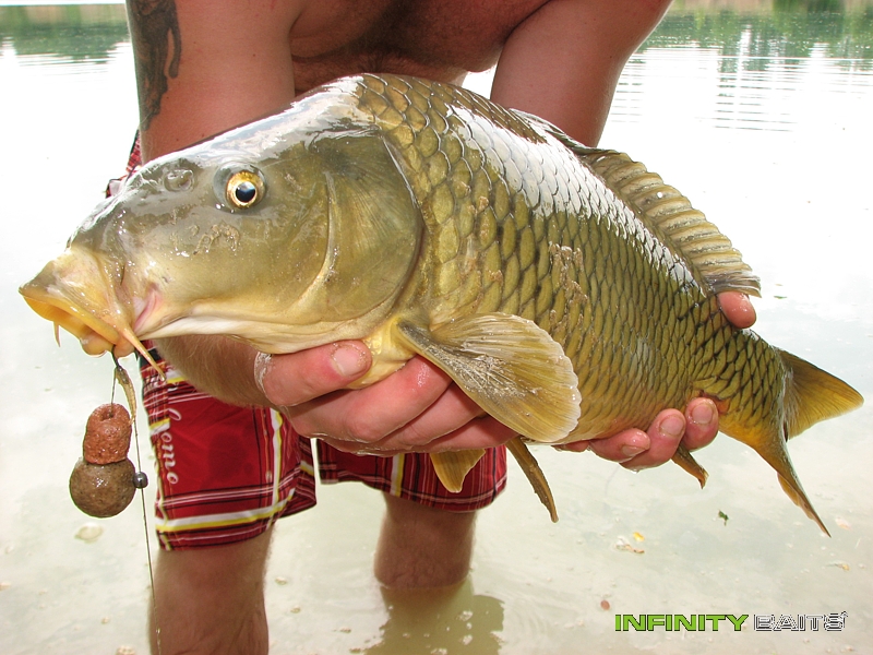 report Kapři na pískovně Infinity Baits