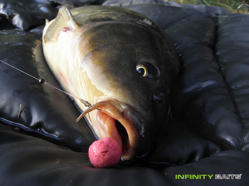 report Pololetí Infinity Baits