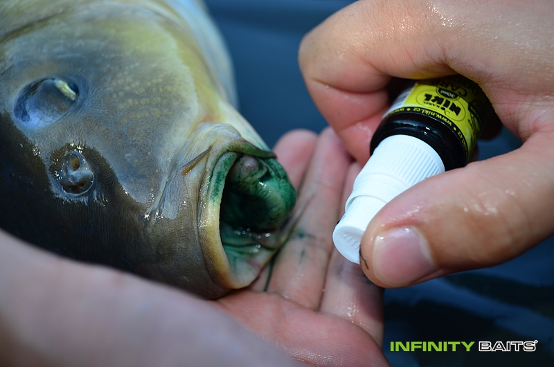 report Horoucí peklo Infinity Baits