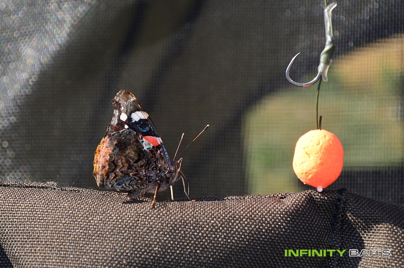 report Horoucí peklo Infinity Baits