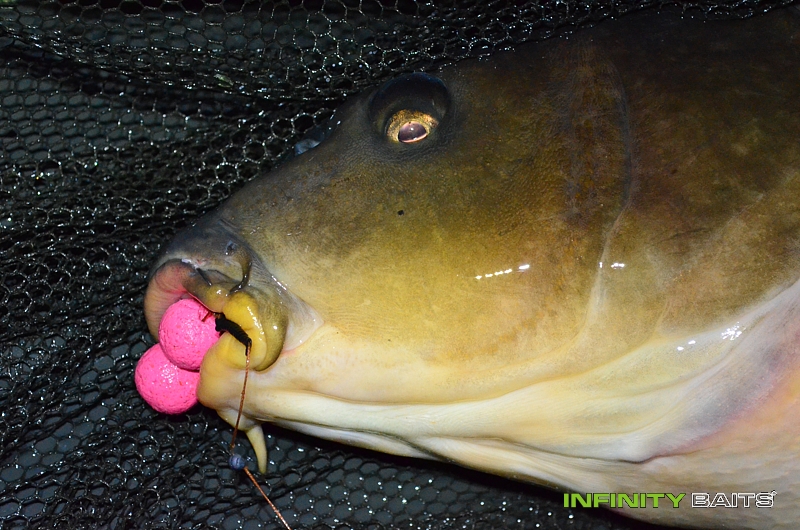 report Cesta plná očekávání Infinity Baits