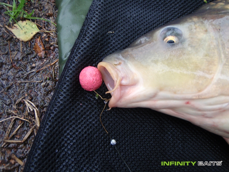 report Růžové peklo Infinity Baits