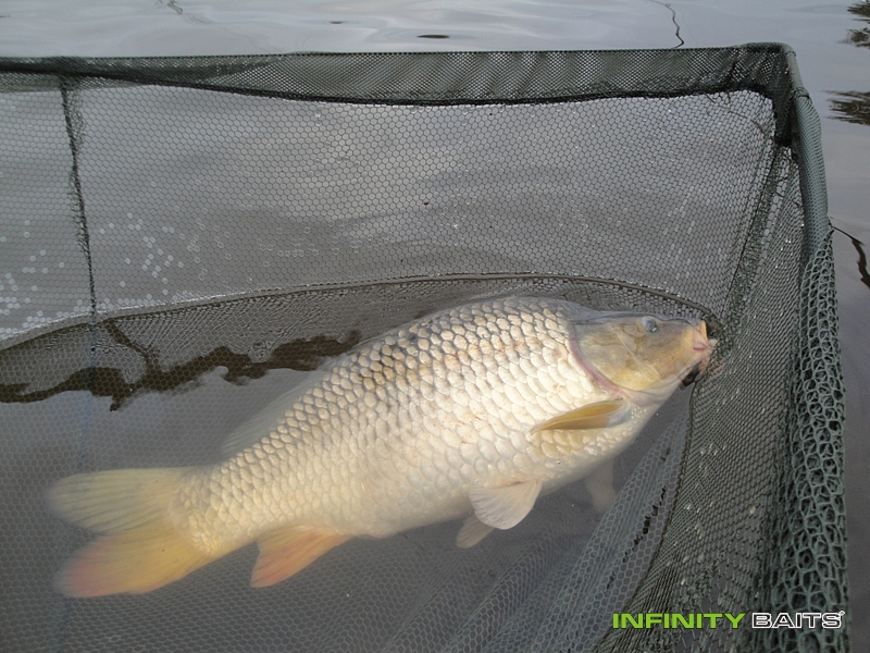 report Pan Šedivec Infinity Baits