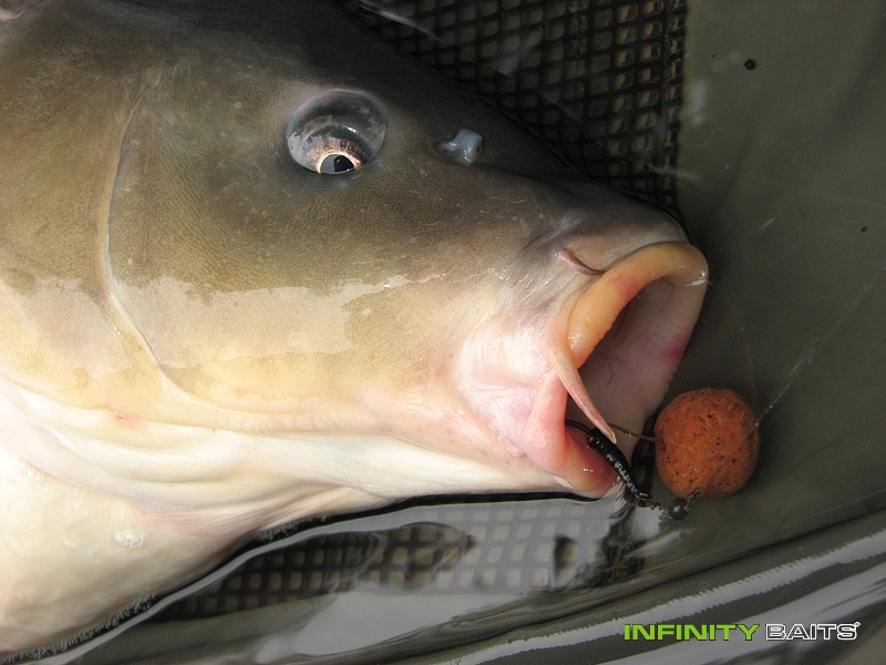 report  Zase po práci Infinity Baits