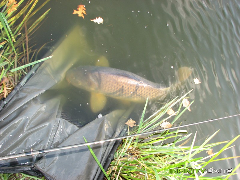 report Po letech Infinity Baits