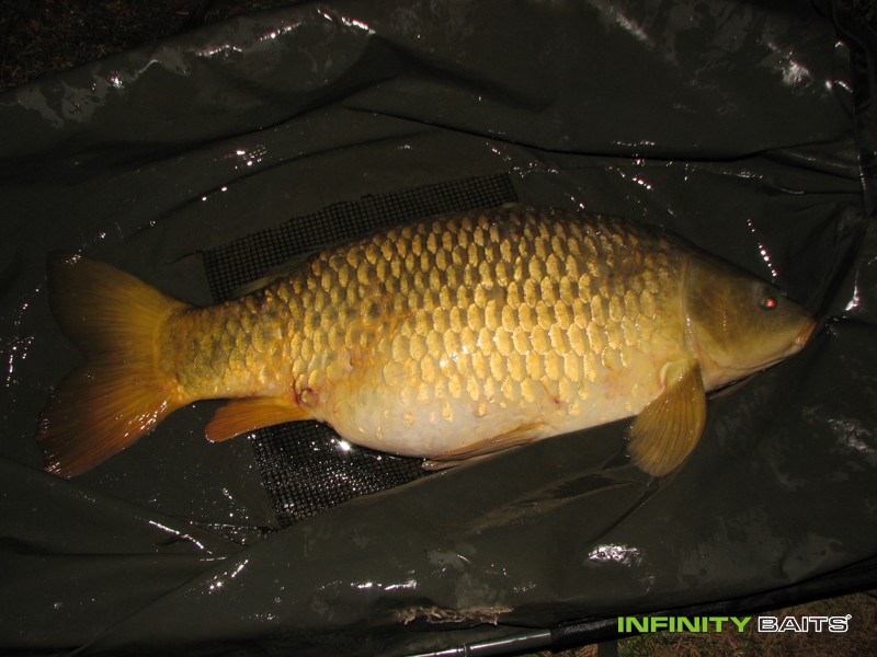 report Další body pro N1 Infinity Baits