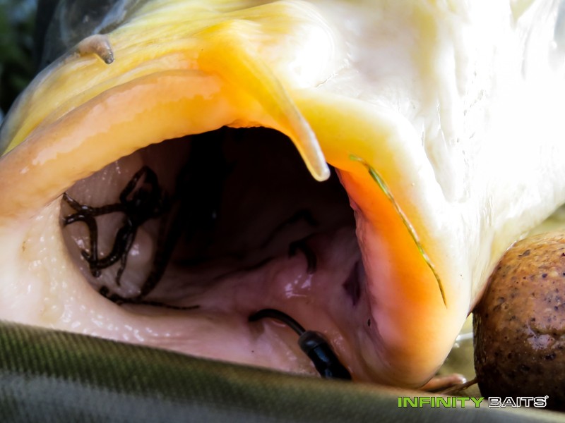 report Mé letošní poprvé Infinity Baits