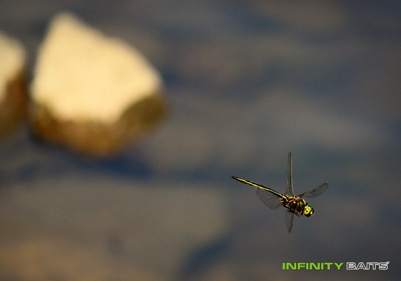 report Pod hákem Wasabi Infinity Baits