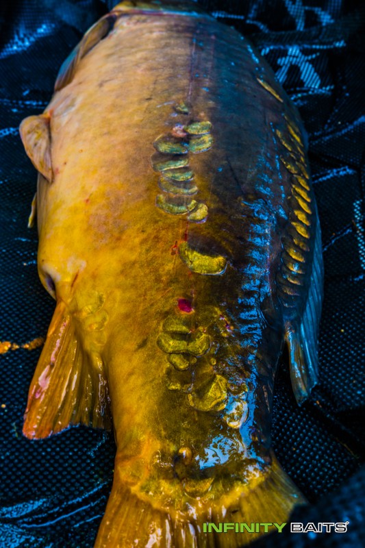 report Lyscovo požehnání Infinity Baits