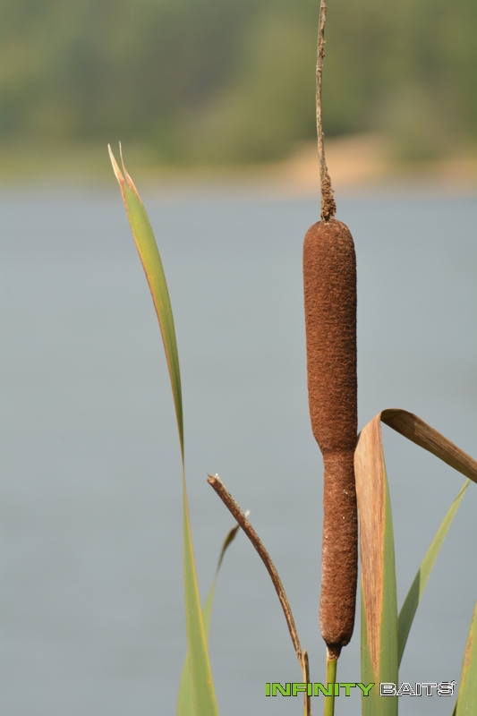 report Nic není nalehko Infinity Baits