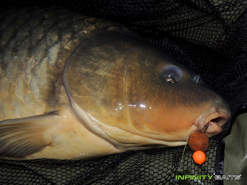 report Úspěšná rychlovka Infinity Baits