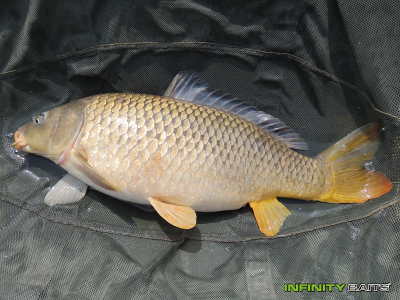 report N1 jede Infinity Baits