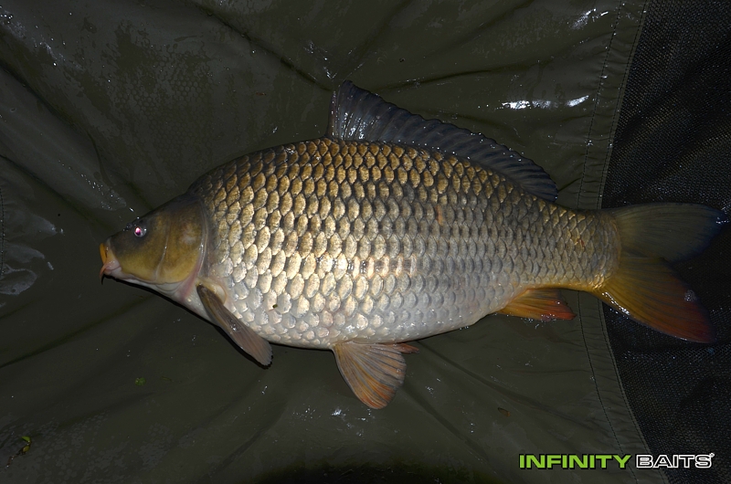 report Do neznáma Infinity Baits