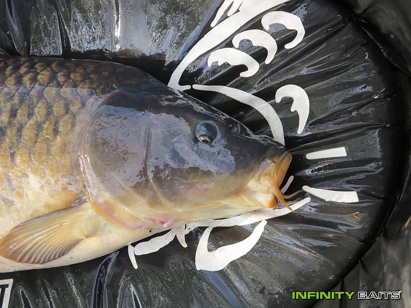 klikni pro zvětšení report Po velikonocích Infinity Baits