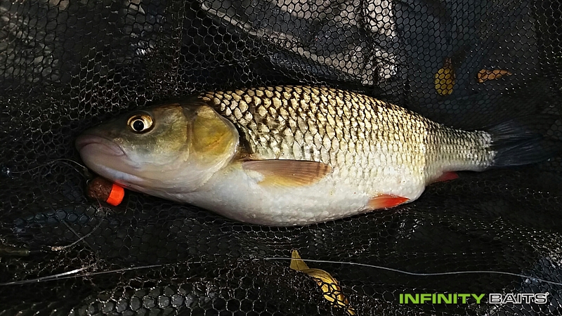 klikni pro zvětšení report Podzimní řeka Infinity Baits