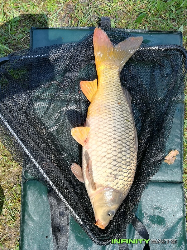 klikni pro zvětšení report Neodolatelný česnek Infinity Baits