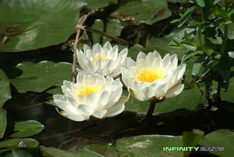 report 40 hodin na Kamberku Infinity baits