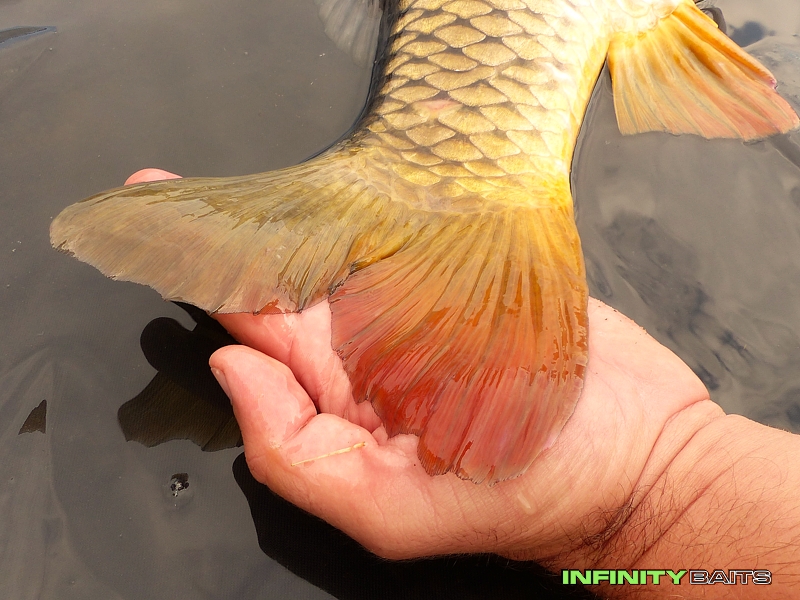 klikni pro otevření report Po práci den nekončí Infinity Baits