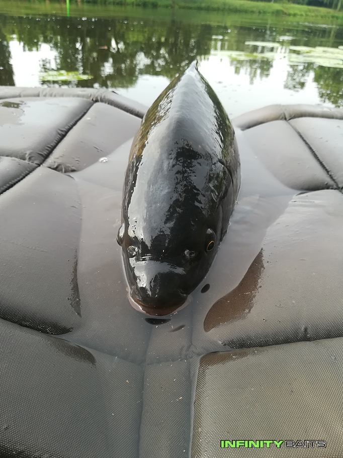 report Poprvé na Labi s IFB Infinity Baits