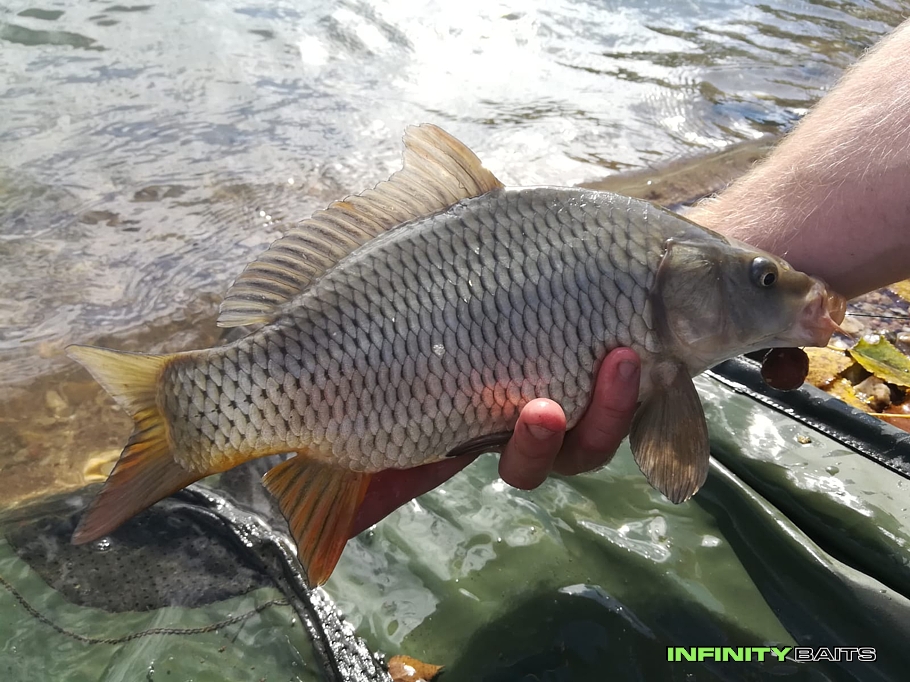 report Zářijový víkend u vody Infinity Baits