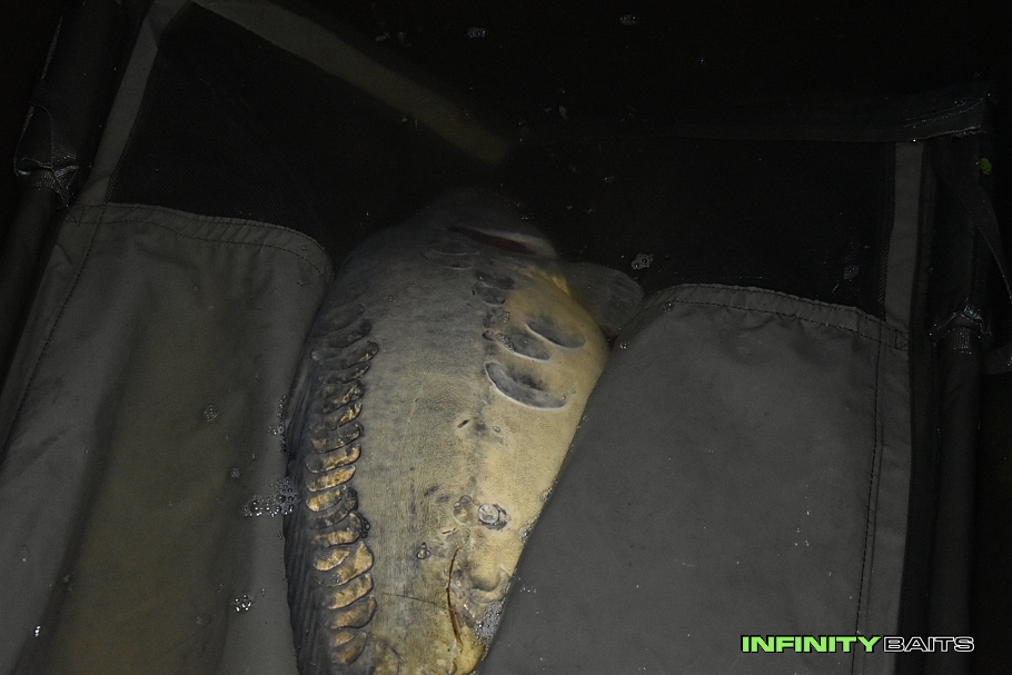 report Monster crab v akci Infinity Baits