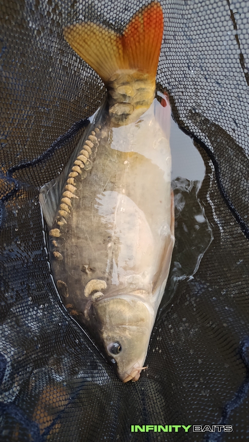 report Poslední prázdninový Infinity baits