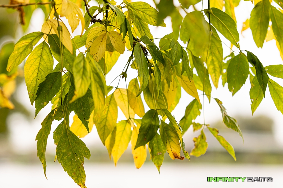 report Podzimni krůčky Infinity baits