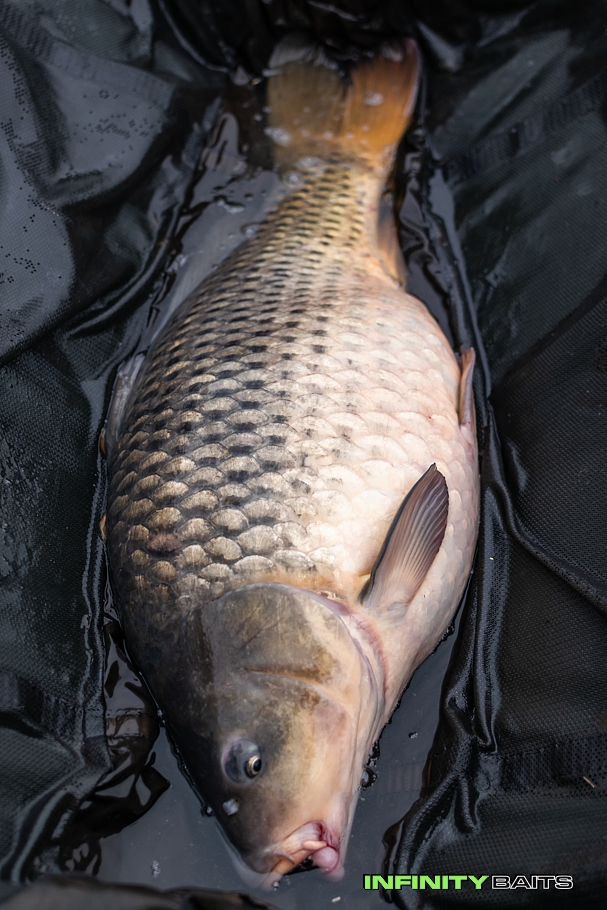 report Podzimní krůčky II Infinity Baits