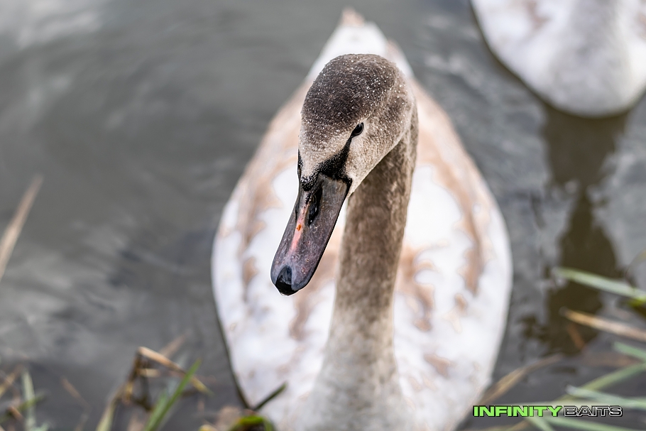 report Podzimní krůčky II Infinity Baits