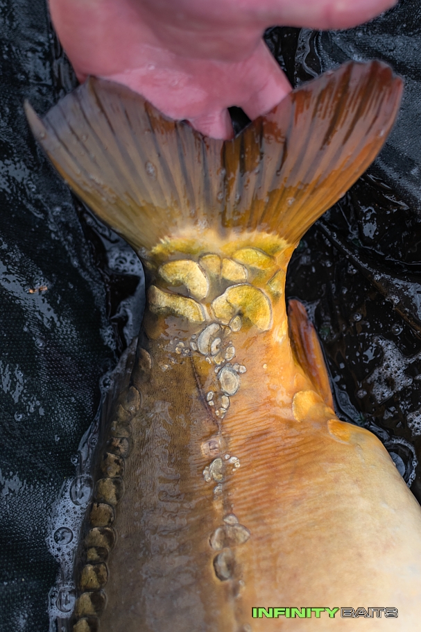 report Podzimní krůčky II Infinity Baits