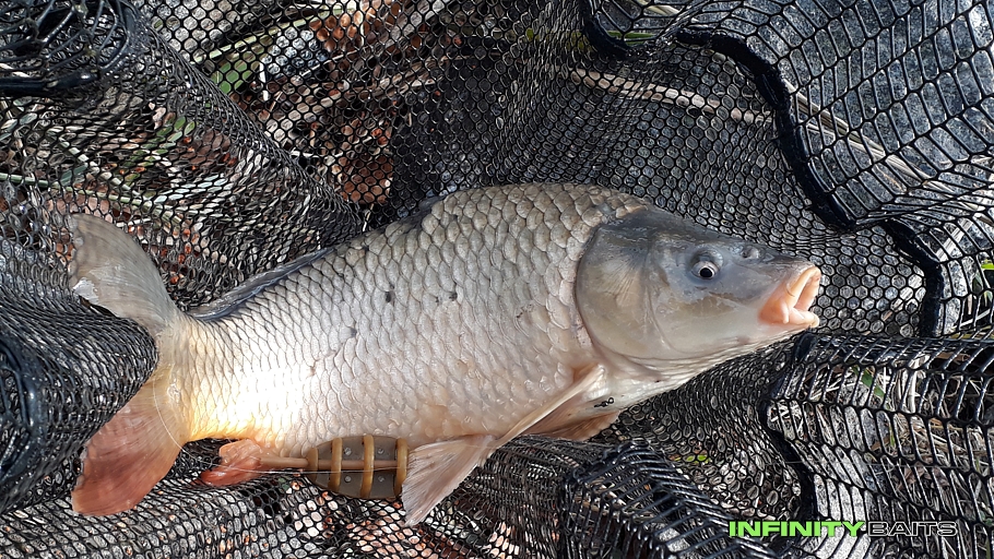 report Podzimní method feeder Infinity baits