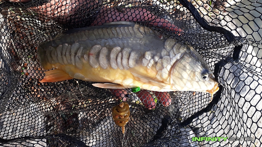 report Podzimní method feeder Infinity baits