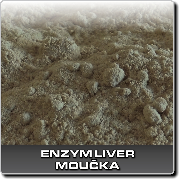 Enzym liver moučka